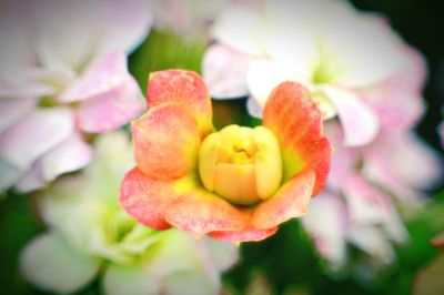 Close-up of yellow flower blooming outdoors