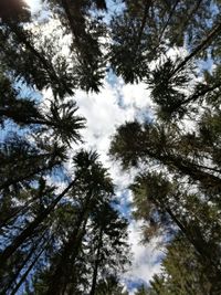 Low angle view of trees in forest