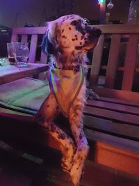 Close-up of dog sitting on table