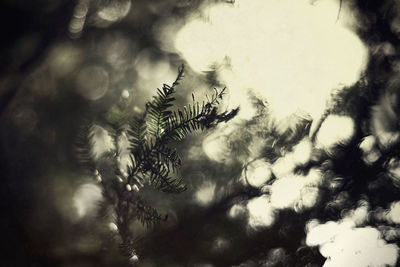 Close-up of plants against sky