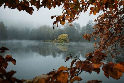 Reflection of trees on lake during autumn