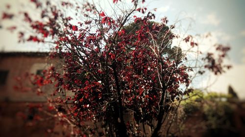 Close-up of flower tree against sky