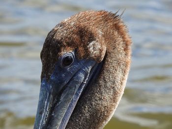 Close-up portrait of a bird