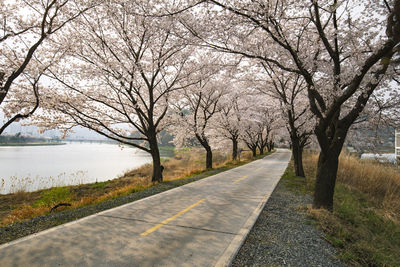 Road amidst bare trees and plants