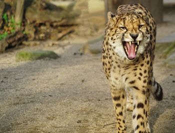 Close-up of cheetah outdoors