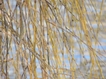 Close-up of grass on field