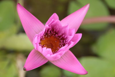 Close-up of pink water lily growing outdoors