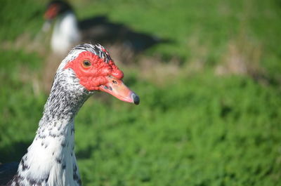 Close-up of a bird