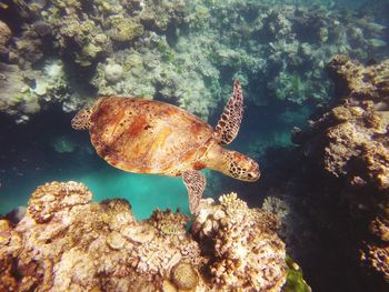 High angle view of turtle swimming in sea