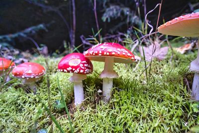 Close-up of fly agaric mushroom on field