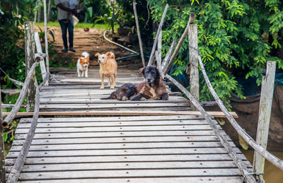 Street dogs guard a wobbly and simply constructed wooden bridge