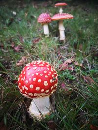 Close-up of fly agaric mushroom on field