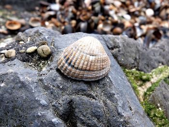 Close-up of crab on rock at beach