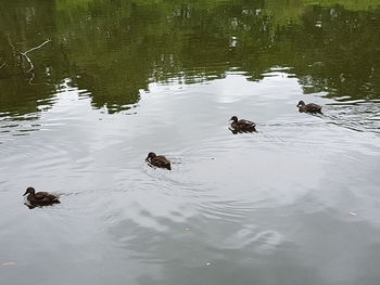 High angle view of ducks swimming in lake