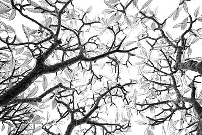 Close-up of bare tree against sky