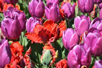 Close-up of pink tulips