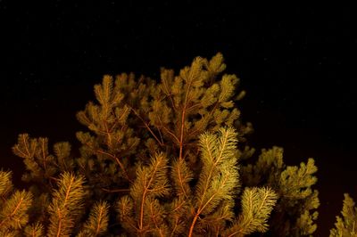 Trees against sky at night