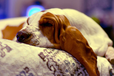 Close-up of dog resting on bed