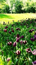 Plants growing on field