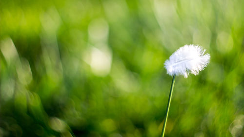 Close-up of dandelion