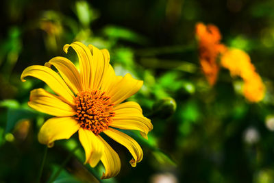 Close-up of yellow flower blooming outdoors