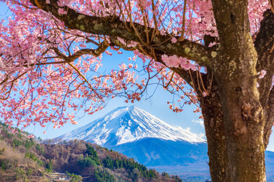 Mount fuji and cherry blossoms which are viewed from lake kawaguchiko, yamanashi, japan