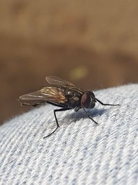 Close-up of insect on leaf