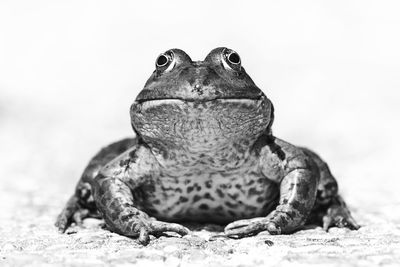 Close-up portrait of a frog