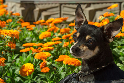 Close-up of chihuahua by orange flowers at park