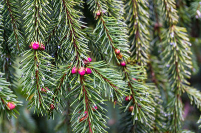 Close up of green pine tree branches with small pine cones. nature background