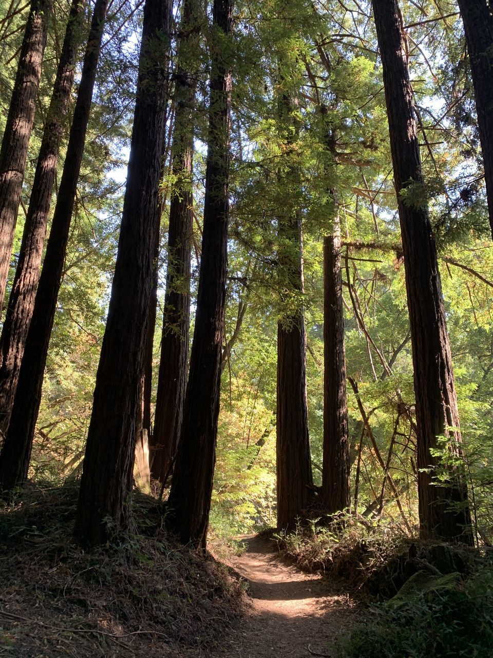 SCENIC VIEW OF FOREST