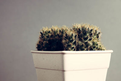 Close-up of potted plant against white background