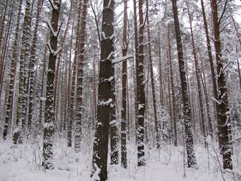 View of trees on snow covered land