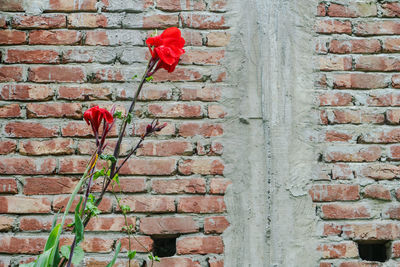 Close-up of red flowering plant against brick wall