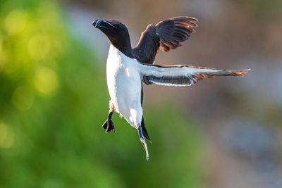 Close-up of bird flying