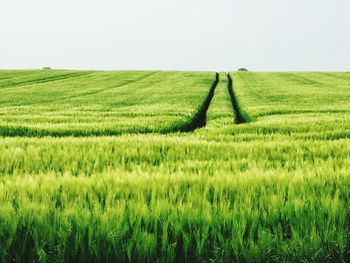 Scenic view of rural landscape