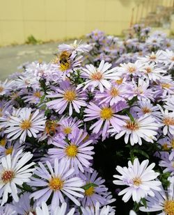 Close-up of white daisy flowers