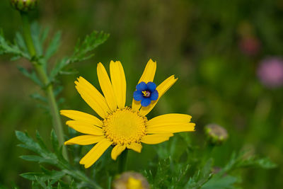 Close-up of insect on yellow flower