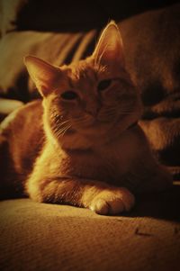 Close-up portrait of cat resting on floor