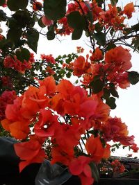 Close-up of red flowers blooming on tree