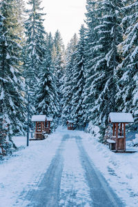 Trees on snow covered landscape