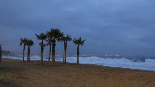 Palm trees on beach against sky