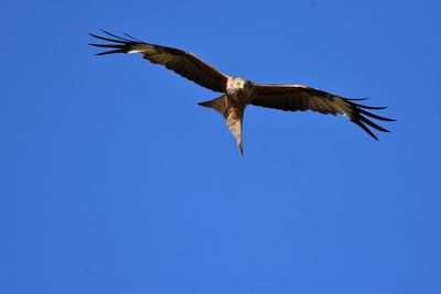 Low angle view of red kite flying in sky