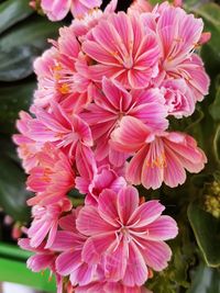 Close-up of pink flowers