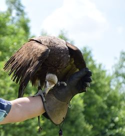 Cropped image of person feeding bird