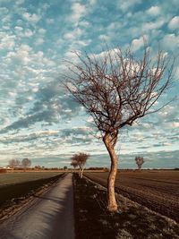 Bare tree on field by road against sky