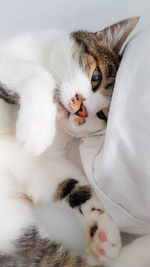 High angle view of cat lying on bed