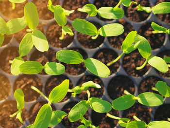 Close-up of plants growing on field