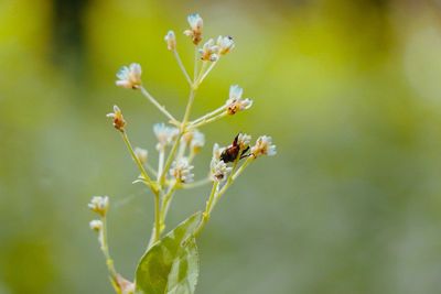 Close-up of bee pollinating on flower