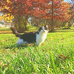 Dog on grassy field